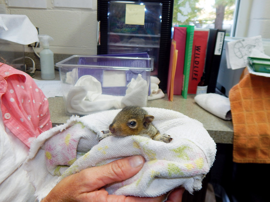 One of about 200 rescued baby squirrels which will be rehabilitated and released